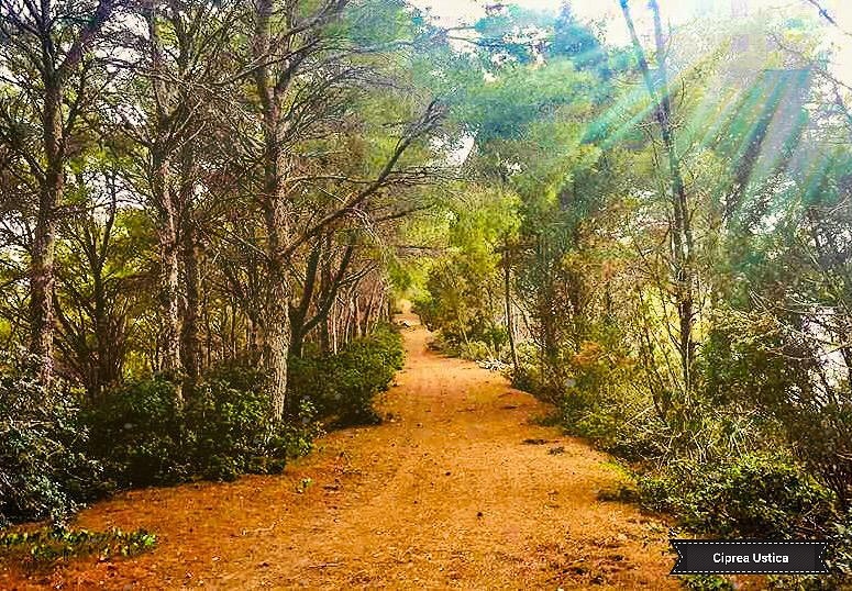 Ustica: sapori, terra e fondali sommersi - Be Sicily Mag - Sentiero del Bosco ph Cooperativa Ciprea Ustica