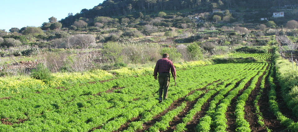 Ustica: sapori, terra e fondali sommersi - Be Sicily Mag - piantagione di lenticchie
