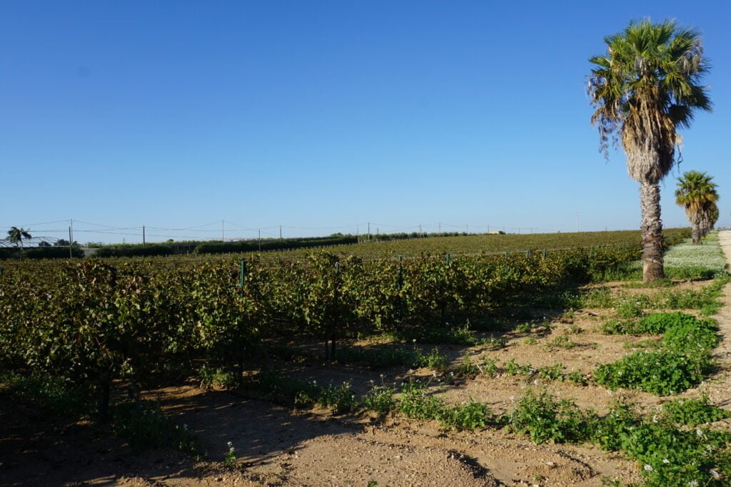 Alla scoperta di Marsala e del Perpetuo - Be Sicily Mag - Il vigneto dellazieda Marco De Bartoli 1