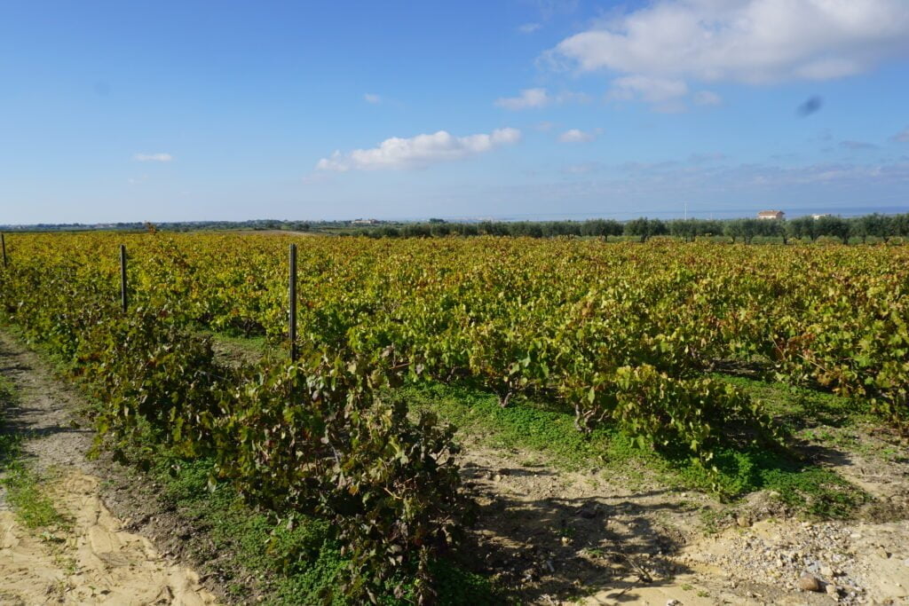 Alla scoperta di Marsala e del Perpetuo - Be Sicily Mag - vigneti di Marsala 2