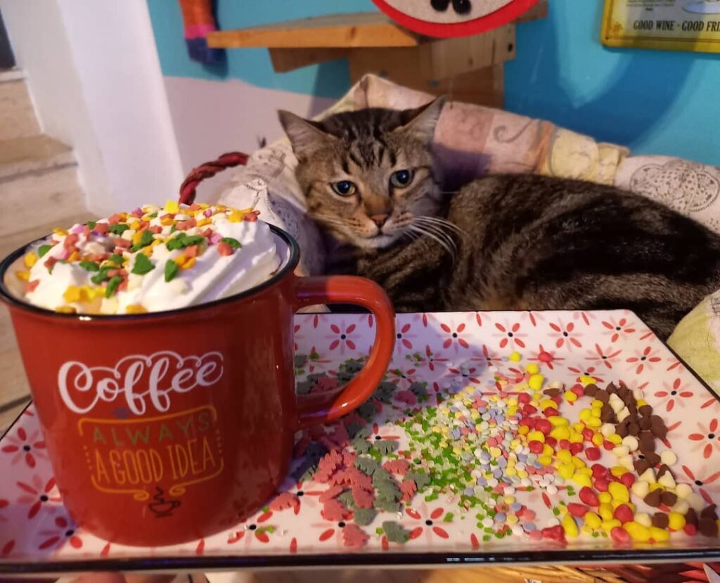 Nero Miciok compie 7 anni: caffè, torte e giochi nel regno dei gatti a Palermo 3 Nero Miciok compie 7 anni: caffè, torte e giochi nel regno dei gatti a Palermo - Be Sicily Mag - nero miciok 1