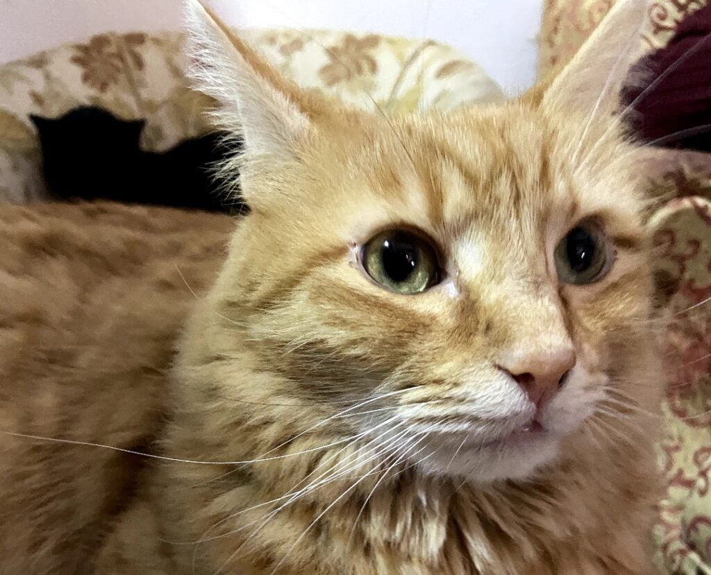 Nero Miciok compie 7 anni: caffè, torte e giochi nel regno dei gatti a Palermo 4 Nero Miciok compie 7 anni: caffè, torte e giochi nel regno dei gatti a Palermo - Be Sicily Mag - nero miciok 2