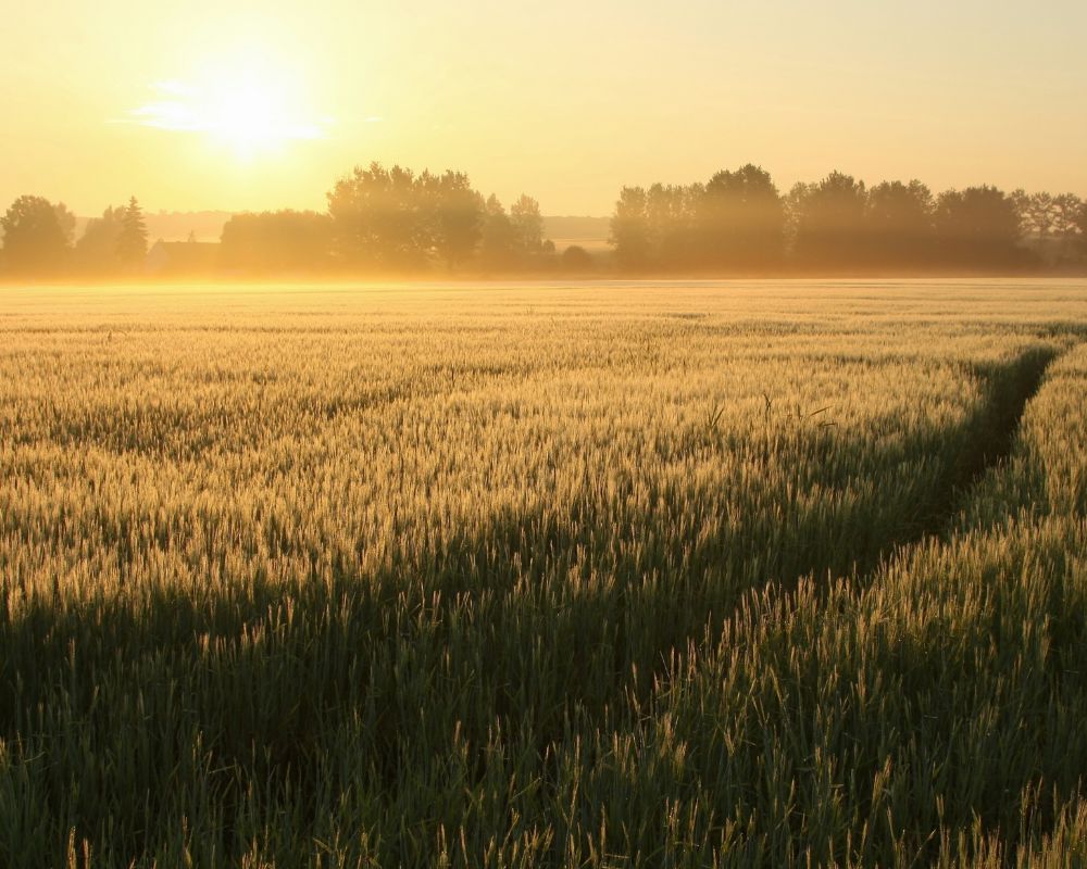 "Giornate dell'Agricoltura", l'evento a Valledolmo dal 27 aprile al 1° maggio 3 "Giornate dell'Agricoltura", l'evento a Valledolmo dal 27 aprile al 1° maggio - Be Sicily Mag - 1 5