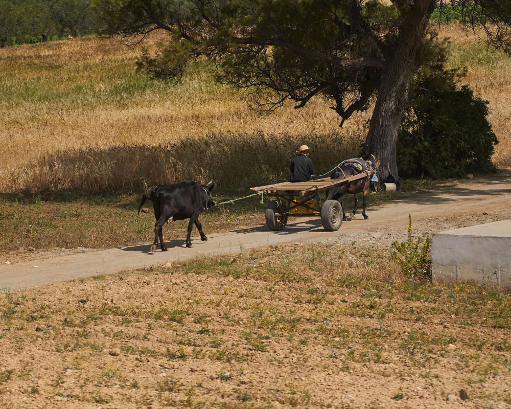 "Giornate dell'Agricoltura", l'evento a Valledolmo dal 27 aprile al 1° maggio 4 "Giornate dell'Agricoltura", l'evento a Valledolmo dal 27 aprile al 1° maggio - Be Sicily Mag - 2 5