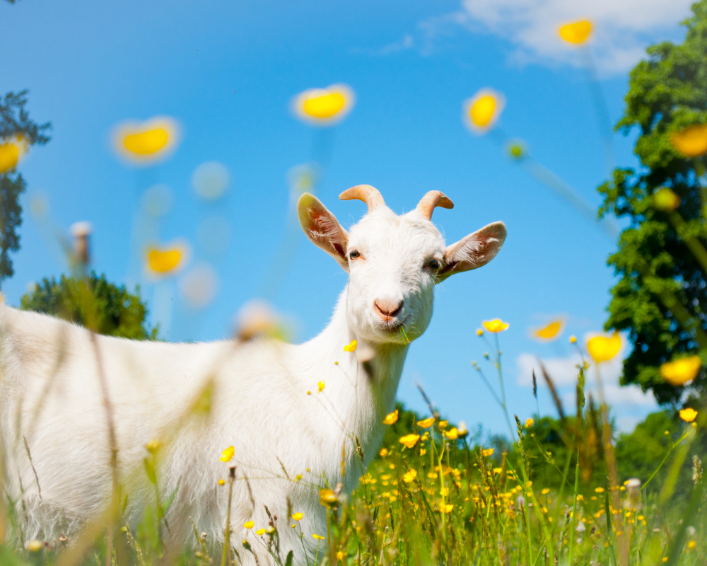 Fattorie didattiche in Sicilia per bambini: animali e giochi all'insegna della natura 2 Fattorie didattiche in Sicilia per bambini: animali e giochi all'insegna della natura - Be Sicily Mag - eri 1
