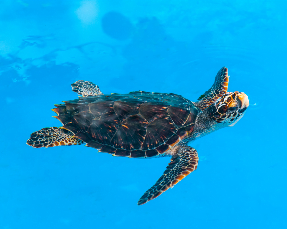 Tartarughe Caretta Caretta: la Sicilia ha il primato per le nuove nascite ma sono a rischio - Be Sicily Mag - Progetto senza titolo 69 1