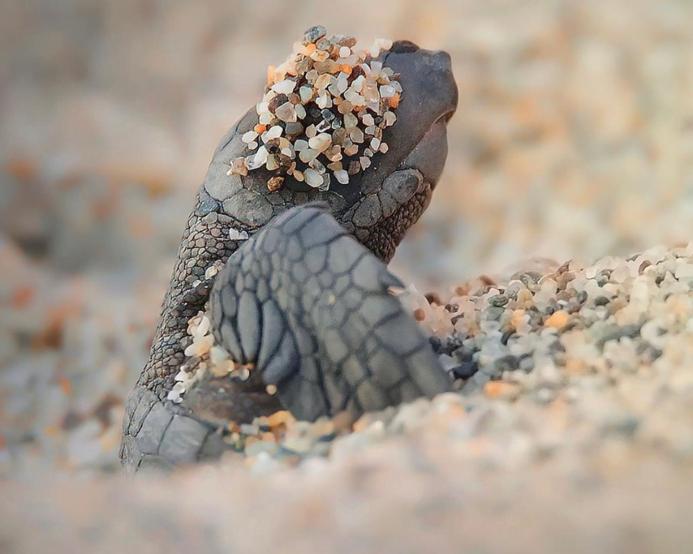 Tartarughe Caretta Caretta: la Sicilia ha il primato per le nuove nascite ma sono a rischio - Be Sicily Mag - Progetto senza titolo 70