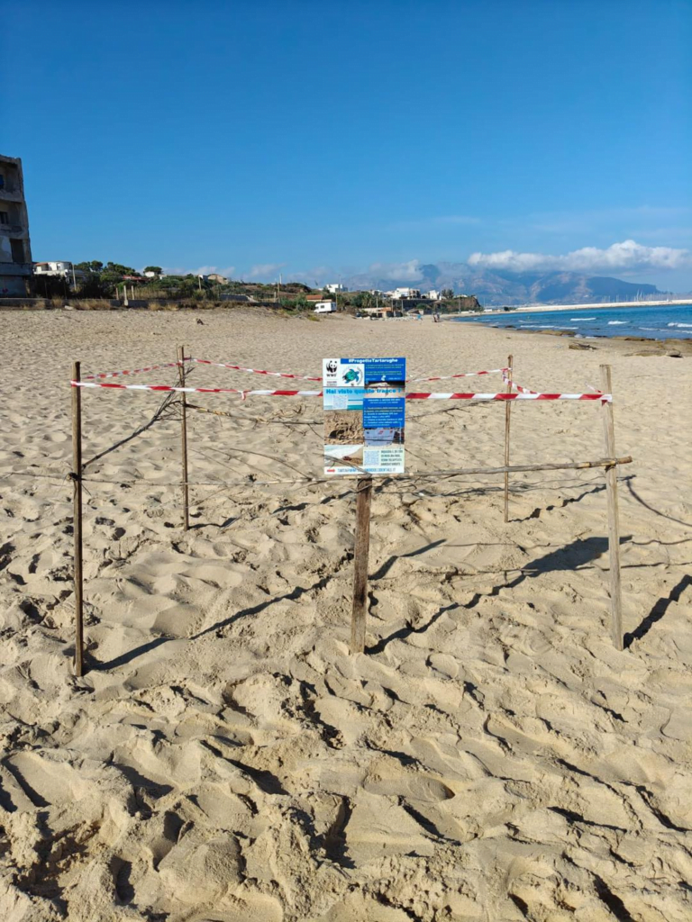 Mondello, schiusa delle tartarughe Caretta Caretta: non accadeva dal 2013. Il WWF: "I bagnanti ci hanno aiutati" 2 Mondello, schiusa delle tartarughe Caretta Caretta: non accadeva dal 2013. Il WWF: "I bagnanti ci hanno aiutati" - Be Sicily Mag - image 29