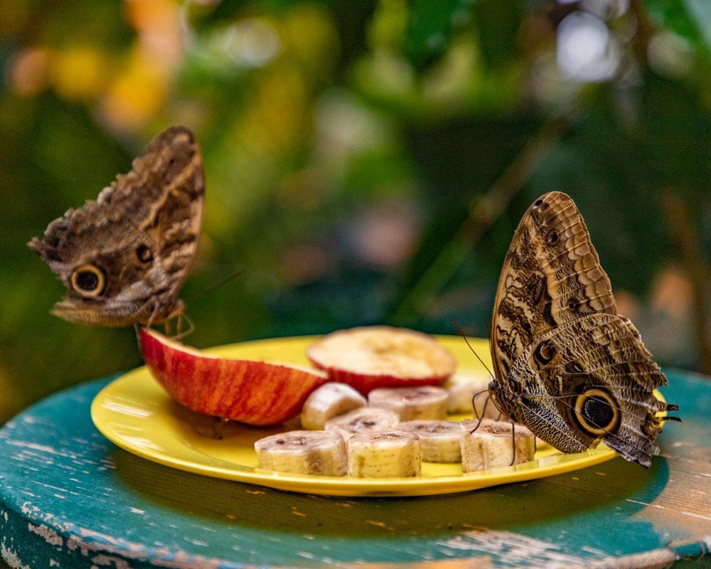 Casa delle Farfalle, la riapertura a Viagrande a Catania: tra le novità un focus sui bachi da seta 4 Casa delle Farfalle, la riapertura a Viagrande a Catania: tra le novità un focus sui bachi da seta - Be Sicily Mag - 1 3