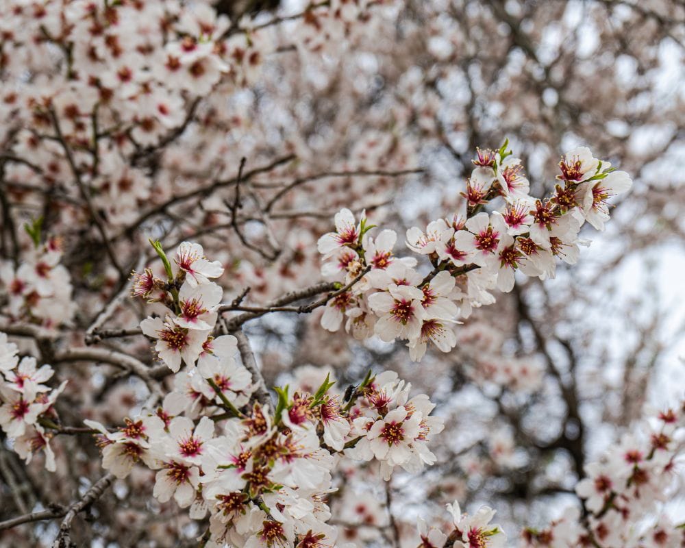 Vetrine Fiorite Mandorlo in Fiore 2025