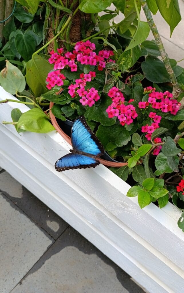 Casa delle Farfalle, a Messina un'oasi colorata per bambini e non solo: "Così contribuiamo all'educazione ambientale" - Be Sicily Mag - casa delle farfalle 5