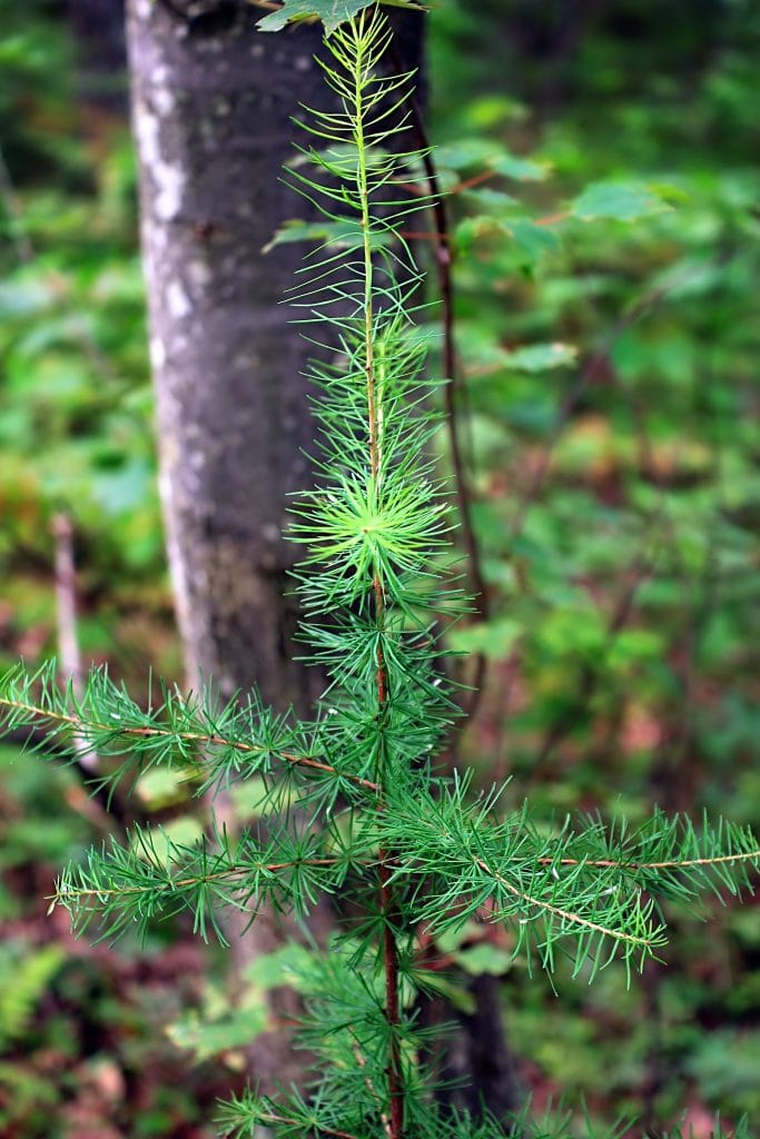 Un nuovo bosco per Monte Pellegrino a Palermo: l'8 marzo è un omaggio alla natura grazie al gruppo Mangia's 2 Un nuovo bosco per Monte Pellegrino a Palermo: l'8 marzo è un omaggio alla natura grazie al gruppo Mangia's - Be Sicily Mag - albero 3
