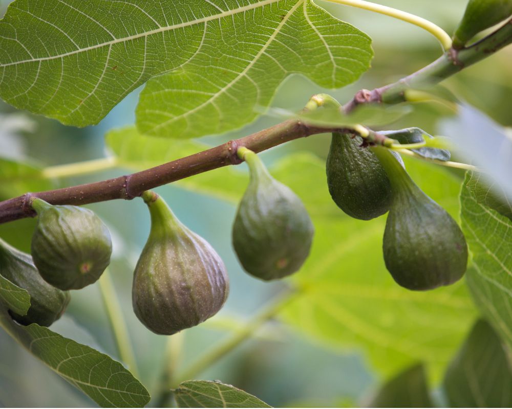Fichi di Sicilia: tra fioroni d’inizio estate e dolcezze di settembre, un frutto che racconta l’Isola 5 fichi