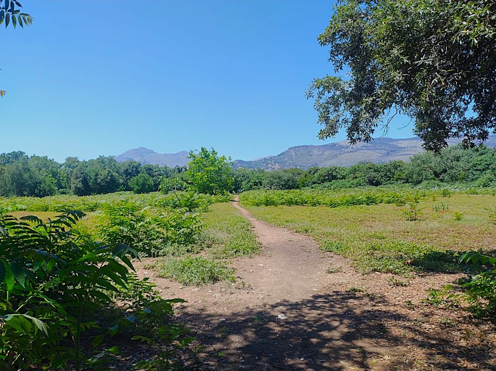 La Favorita sarà il “quartiere verde” di Palermo: la rinascita del parco in tre anni, dalla Via dell’Acqua alla Casina Cinese 1 La Favorita