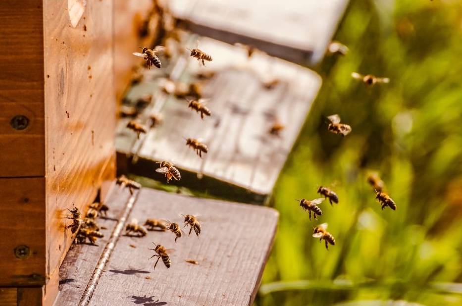 Giornata mondiale delle Api: l'Ape Nera Sicula, un tesoro della biodiversità che l'Isola ha rischiato di perdere 2 Arnia con api
