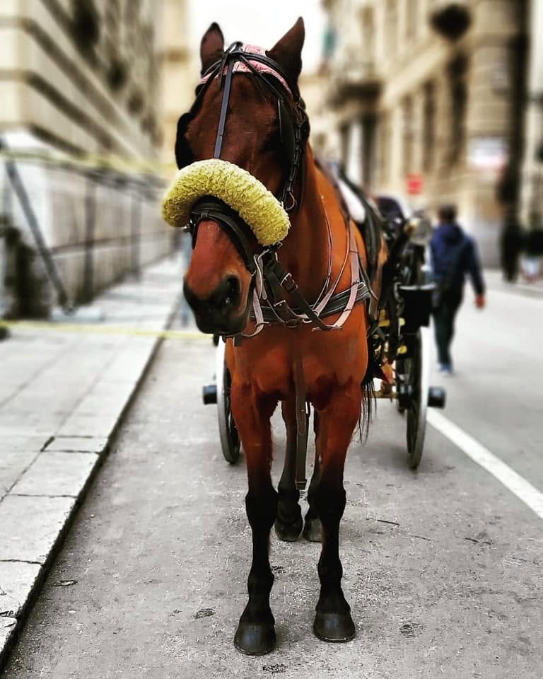 Stop alle carrozze trainate dai cavalli: la proposta arriva in Regione Sicilia 2 Stop alle carrozze trainate dai cavalli: la proposta arriva in Regione Sicilia - Be Sicily Mag - Carrozza Palermo 2