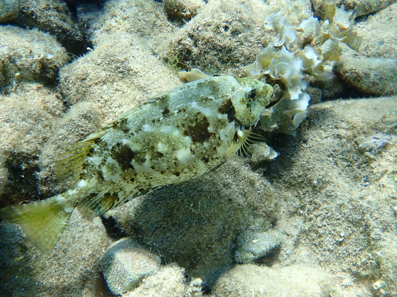 “Attenti a quei 4!”: i pesci da segnalare nei mari siciliani 9 Pesce Coniglio Striato (Siganus rivulatus)