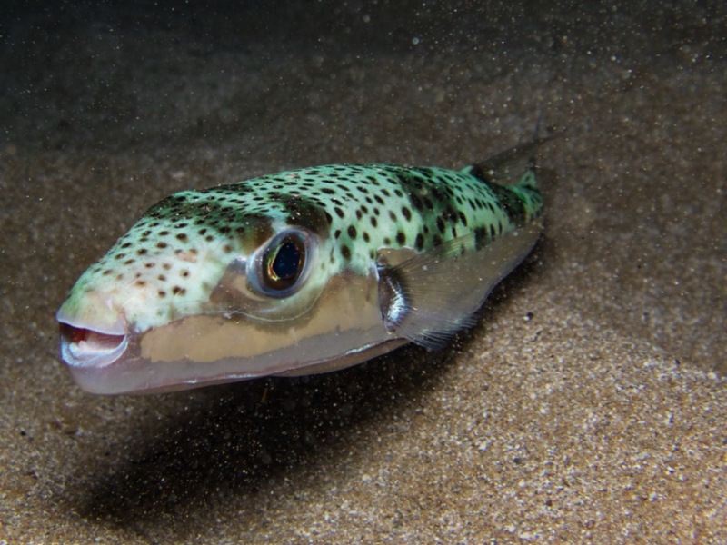 “Attenti a quei 4!”: i pesci da segnalare nei mari siciliani 7 Pesce Palla Maculato (Lagocephalus sceleratus)