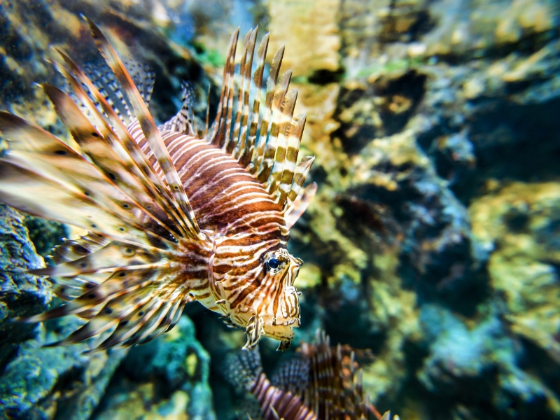 “Attenti a quei 4!”: i pesci da segnalare nei mari siciliani 6 Pesce Scorpione (Pterois miles)