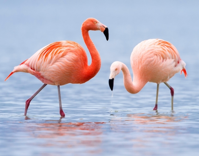 Ci sono laghi rosa in Sicilia (e non è Photoshop): ecco perché cambiano colore (e dove si trovano) 6 fenicotteri rosa saline di trapana e marsala