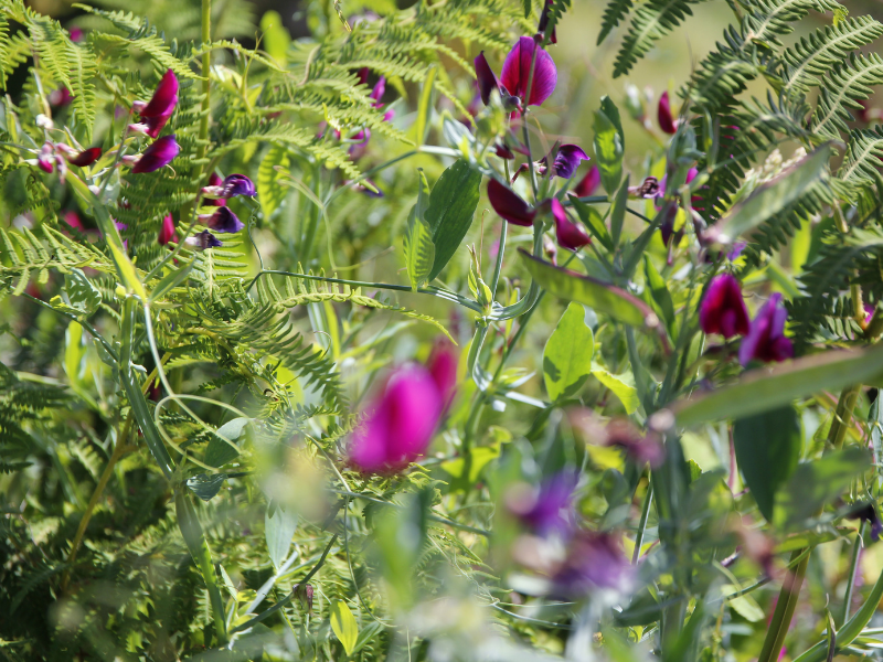 Cicerchia articolata: il legume siciliano che resiste al tempo (e alla siccità) 3 Cicerchia articolata: il legume siciliano che resiste al tempo (e alla siccità) - Be Sicily Mag - 1 3