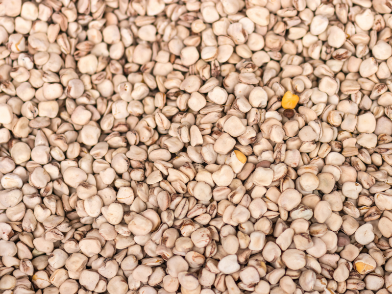 Cicerchia articolata: il legume siciliano che resiste al tempo (e alla siccità) 4 Cicerchia articolata: il legume siciliano che resiste al tempo (e alla siccità) - Be Sicily Mag - 2 3