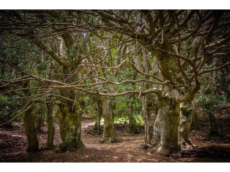 Parco delle Madonie in 3 giorni: natura, borghi e sapori autentici - Be Sicily Mag - Agrifogli giganti a Piano Pomo Credit wundergarten.it
