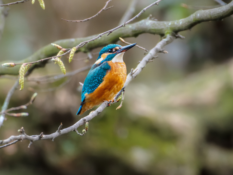 Parco delle Madonie in 3 giorni: natura, borghi e sapori autentici - Be Sicily Mag - Birdwatching