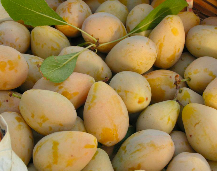 I frutti dimenticati della Sicilia: viaggio tra sapori antichi e tradizioni da salvare 10 I frutti dimenticati della Sicilia: viaggio tra sapori antichi e tradizioni da salvare - Be Sicily Mag - Susine Sanacore