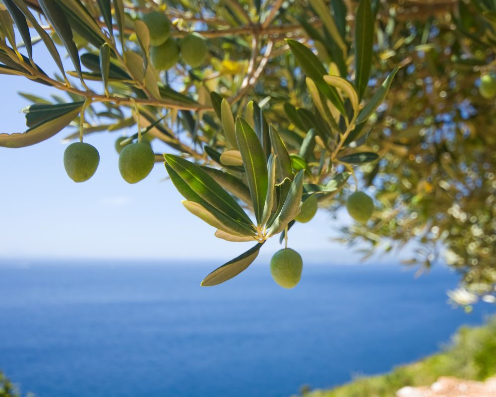 Olioturismo: la nuova frontiera dell’accoglienza siciliana 6 Olioturismo: la nuova frontiera dell’accoglienza siciliana - Be Sicily Mag - Ulivo