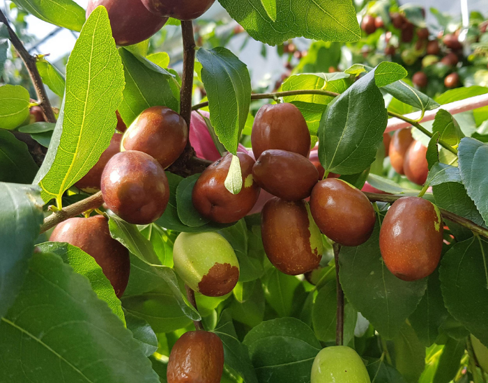 I frutti dimenticati della Sicilia: viaggio tra sapori antichi e tradizioni da salvare 8 I frutti dimenticati della Sicilia: viaggio tra sapori antichi e tradizioni da salvare - Be Sicily Mag - giuggiole