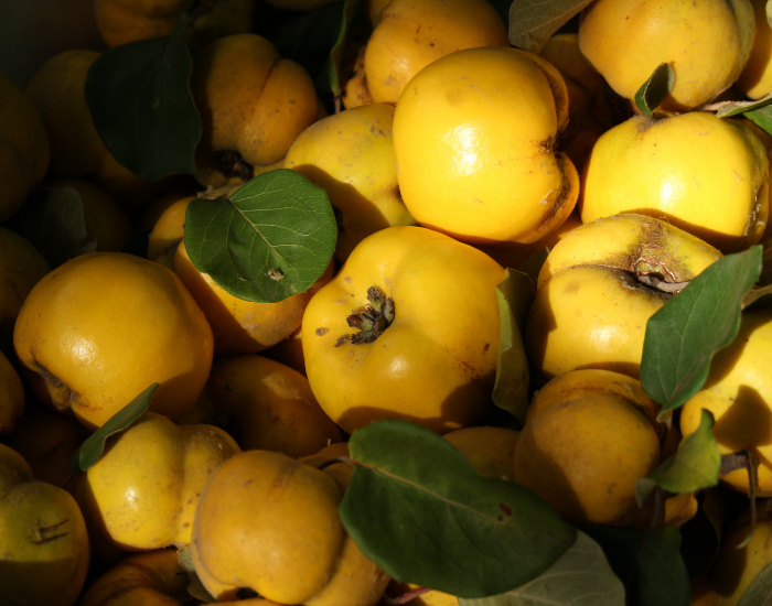 I frutti dimenticati della Sicilia: viaggio tra sapori antichi e tradizioni da salvare 9 I frutti dimenticati della Sicilia: viaggio tra sapori antichi e tradizioni da salvare - Be Sicily Mag - mele cotogne