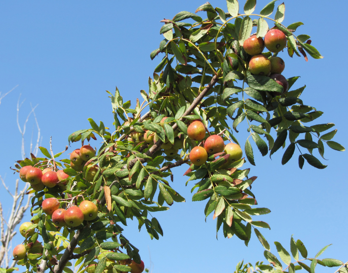 I frutti dimenticati della Sicilia: viaggio tra sapori antichi e tradizioni da salvare 6 I frutti dimenticati della Sicilia: viaggio tra sapori antichi e tradizioni da salvare - Be Sicily Mag - sorbe