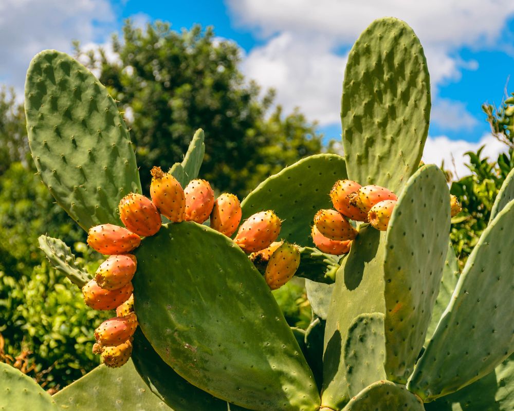 fichi d'india 