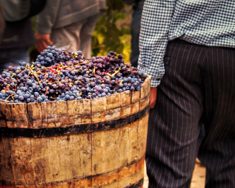 vendemmia in Sicilia