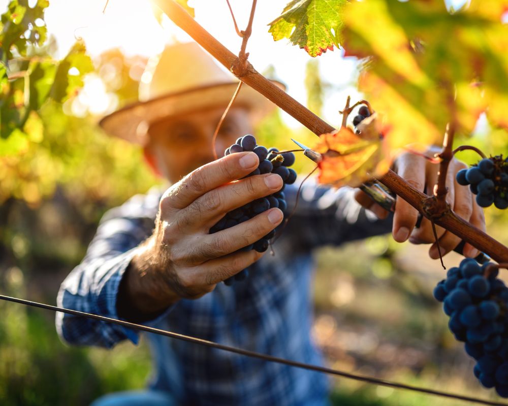  vendemmia in Sicilia
