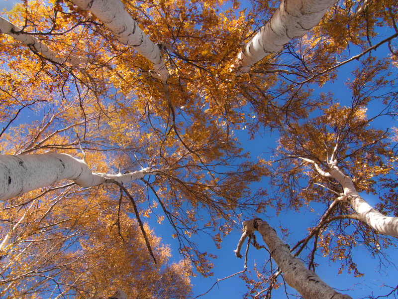 Il foliage in Sicilia: i colori nascosti dell’autunno 17 Il foliage in Sicilia: i colori nascosti dell’autunno - Be Sicily Mag - Betulle Etnee Etna 2