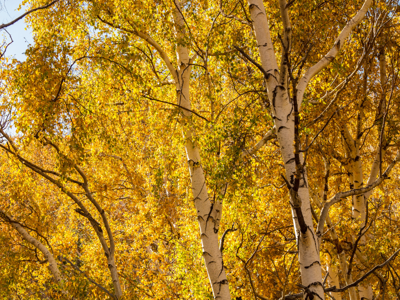 Il foliage in Sicilia: i colori nascosti dell’autunno 18 Il foliage in Sicilia: i colori nascosti dell’autunno - Be Sicily Mag - Betulle Etnee Etna