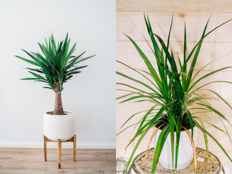 Settembre e piante di casa: il mese giusto per il cambio di stagione verde 18 Settembre e piante di casa: il mese giusto per il cambio di stagione verde - Be Sicily Mag - Dracena e yucca
