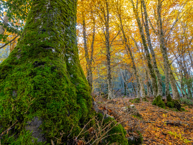 Il foliage in Sicilia: i colori nascosti dell’autunno 23 Il foliage in Sicilia: i colori nascosti dell’autunno - Be Sicily Mag - Madonie 2