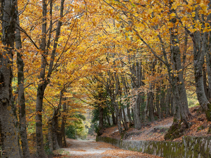 Il foliage in Sicilia: i colori nascosti dell’autunno 25 Il foliage in Sicilia: i colori nascosti dell’autunno - Be Sicily Mag - Madonie