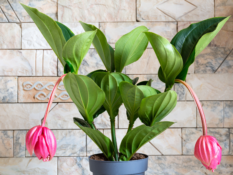 Settembre e piante di casa: il mese giusto per il cambio di stagione verde 17 Settembre e piante di casa: il mese giusto per il cambio di stagione verde - Be Sicily Mag - Medinilla