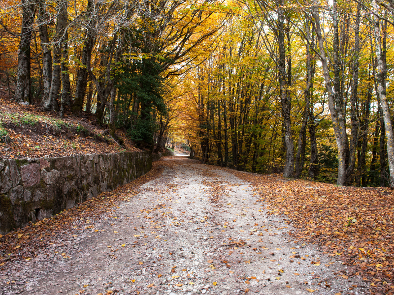 Il foliage in Sicilia: i colori nascosti dell’autunno 26 Il foliage in Sicilia: i colori nascosti dell’autunno - Be Sicily Mag - Modonie