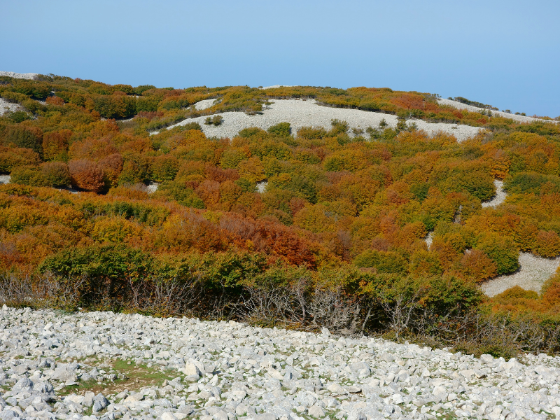 Il foliage in Sicilia: i colori nascosti dell’autunno 28 Il foliage in Sicilia: i colori nascosti dell’autunno - Be Sicily Mag - Pizzo Carbonara Madonie