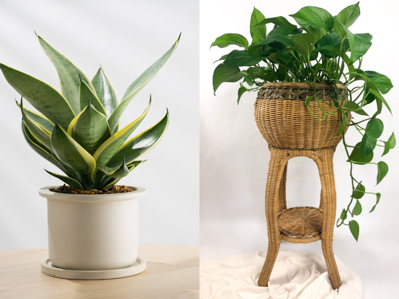 Settembre e piante di casa: il mese giusto per il cambio di stagione verde 16 Settembre e piante di casa: il mese giusto per il cambio di stagione verde - Be Sicily Mag - Sansevieria e Pothos