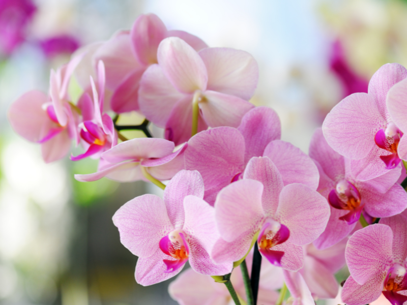 Settembre e piante di casa: il mese giusto per il cambio di stagione verde 12 Settembre e piante di casa: il mese giusto per il cambio di stagione verde - Be Sicily Mag - orchidee