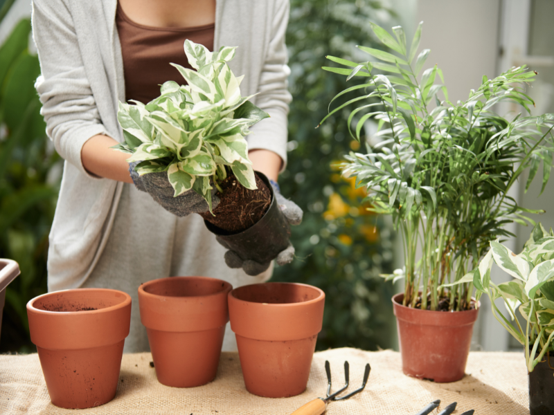 Settembre e piante di casa: il mese giusto per il cambio di stagione verde 10 Settembre e piante di casa: il mese giusto per il cambio di stagione verde - Be Sicily Mag - rinvaso