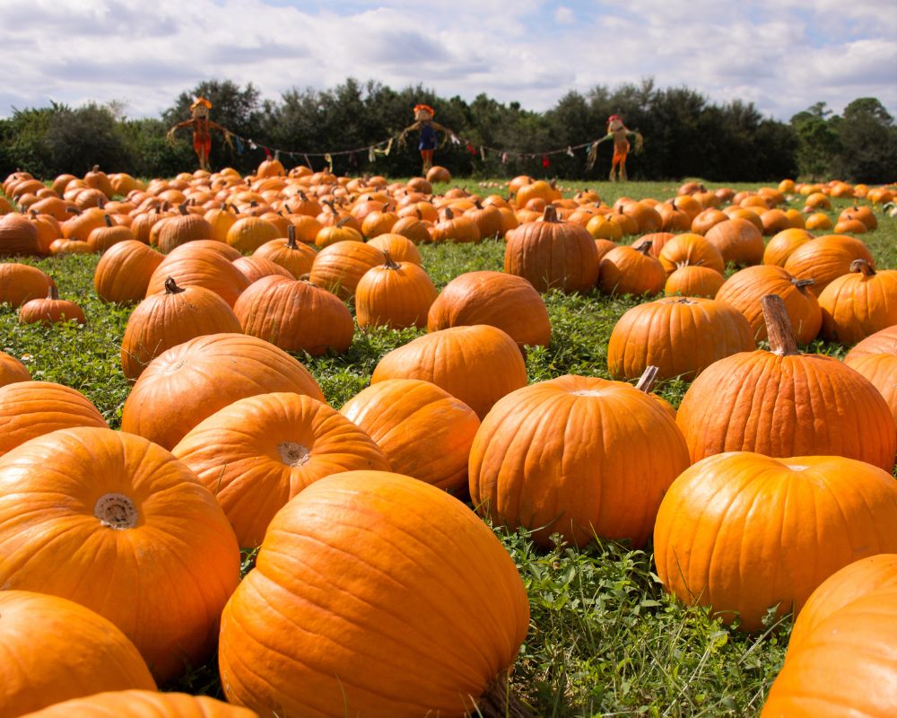 A Valverde arriva il Pumpkin Park: un mese di magia autunnale tra zucche, tramonti e convivialità 2 Pumpkin Park