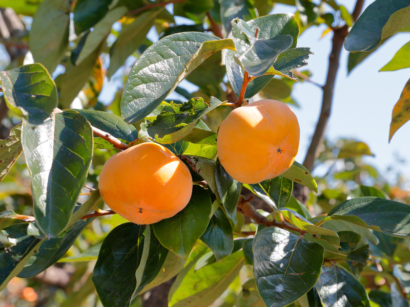 Cachi, i “frutti del sole” che tingono d’arancio l’autunno siciliano - Be Sicily Mag - 3