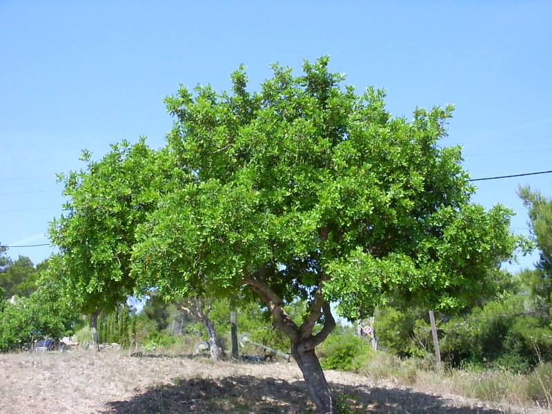 La rinascita della carruba siciliana: da “cioccolato dei poveri” a prodotto gourmet 3 Ceratonia siliqua (Immagine da Wikipedia)